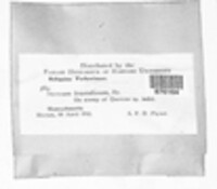 Xylobolus frustulatus image